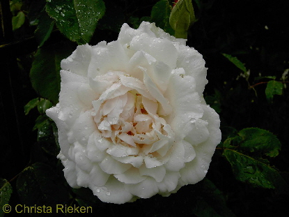 PICT0528 Rose(Kopie)1