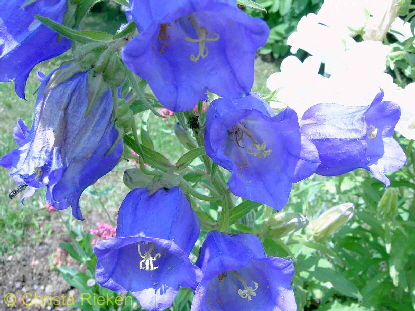 PICT0567 blaue Glockenblume(Kopie)1